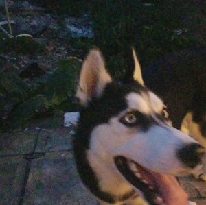 Meet your Posher, Wilson